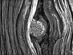 A knot on a tree at the Garden of the Gods public park in Colorado Springs, Colorado (October 2006).